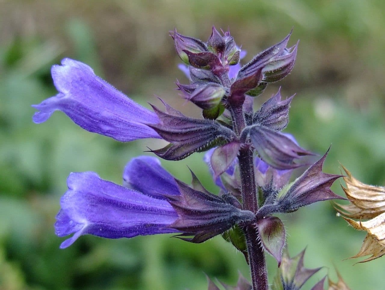 Erba gatta