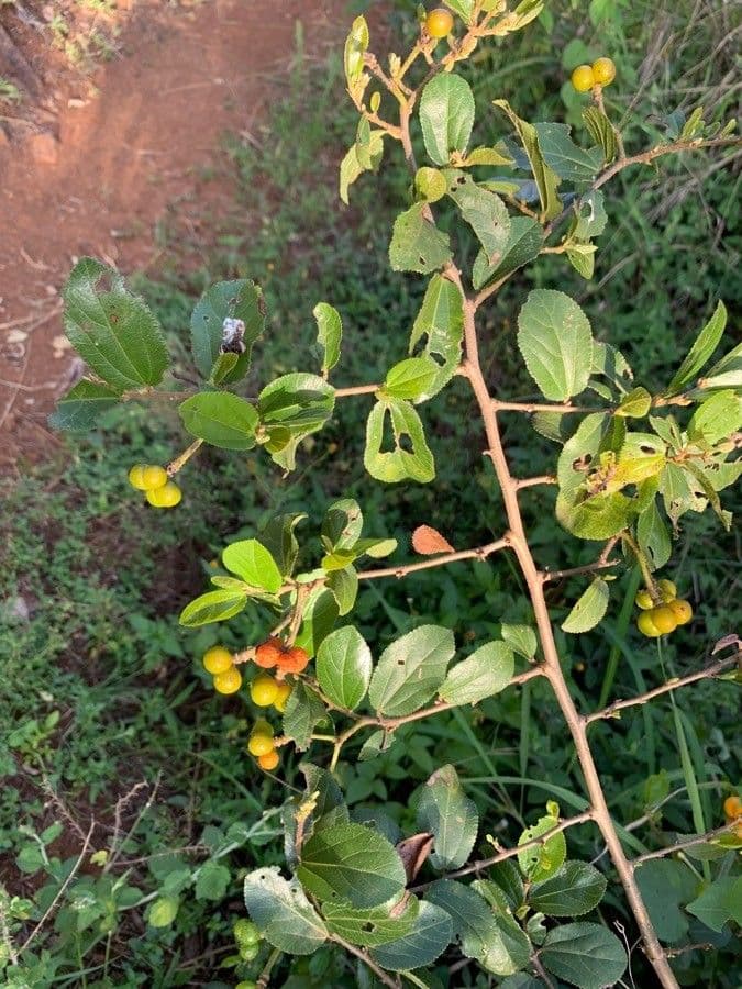 Grewia