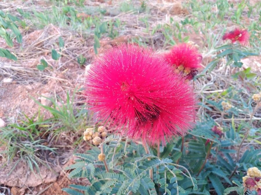 Calliandra dysantha 5