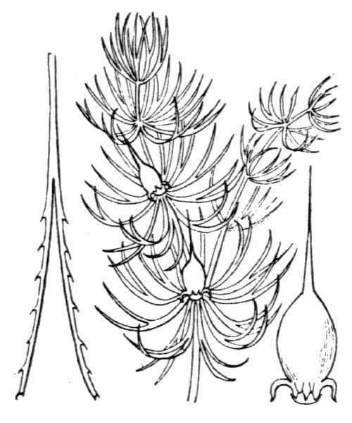 Ceratofillo comune 20