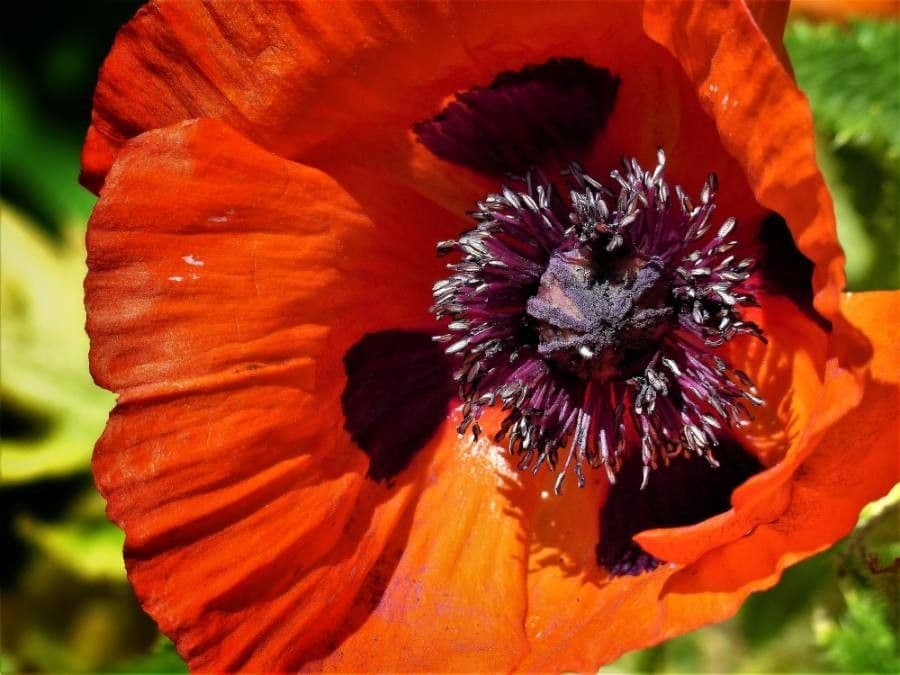 Orientalischer Schlafmohn 10