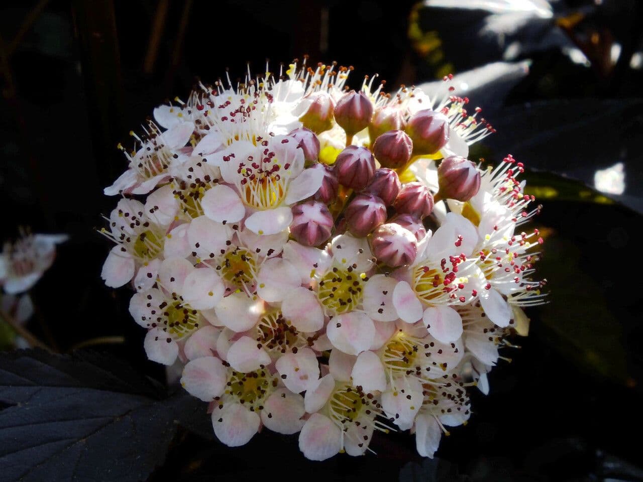 Potočnice strední 10