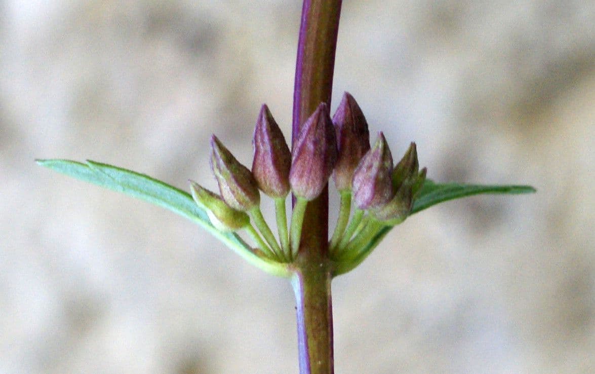 Teucrium 19