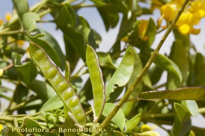 Adenocarpus 2