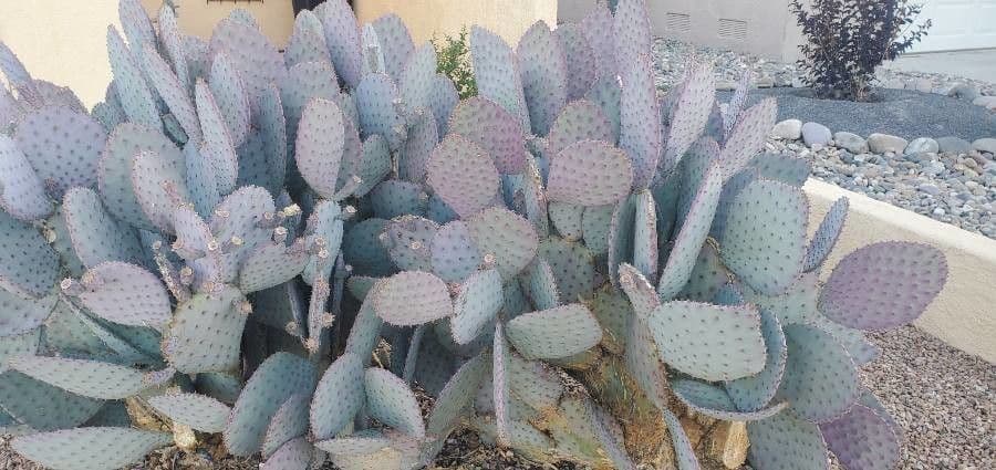 Nopal de espinas marrones 16
