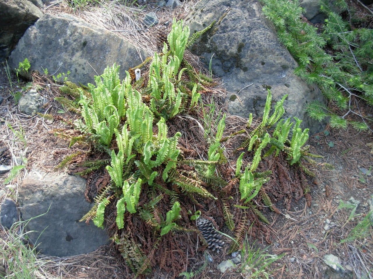 Lemmons Schildfarn