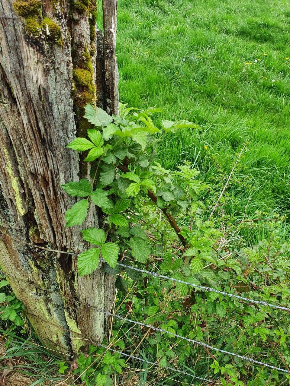 Rote Brombeere 13
