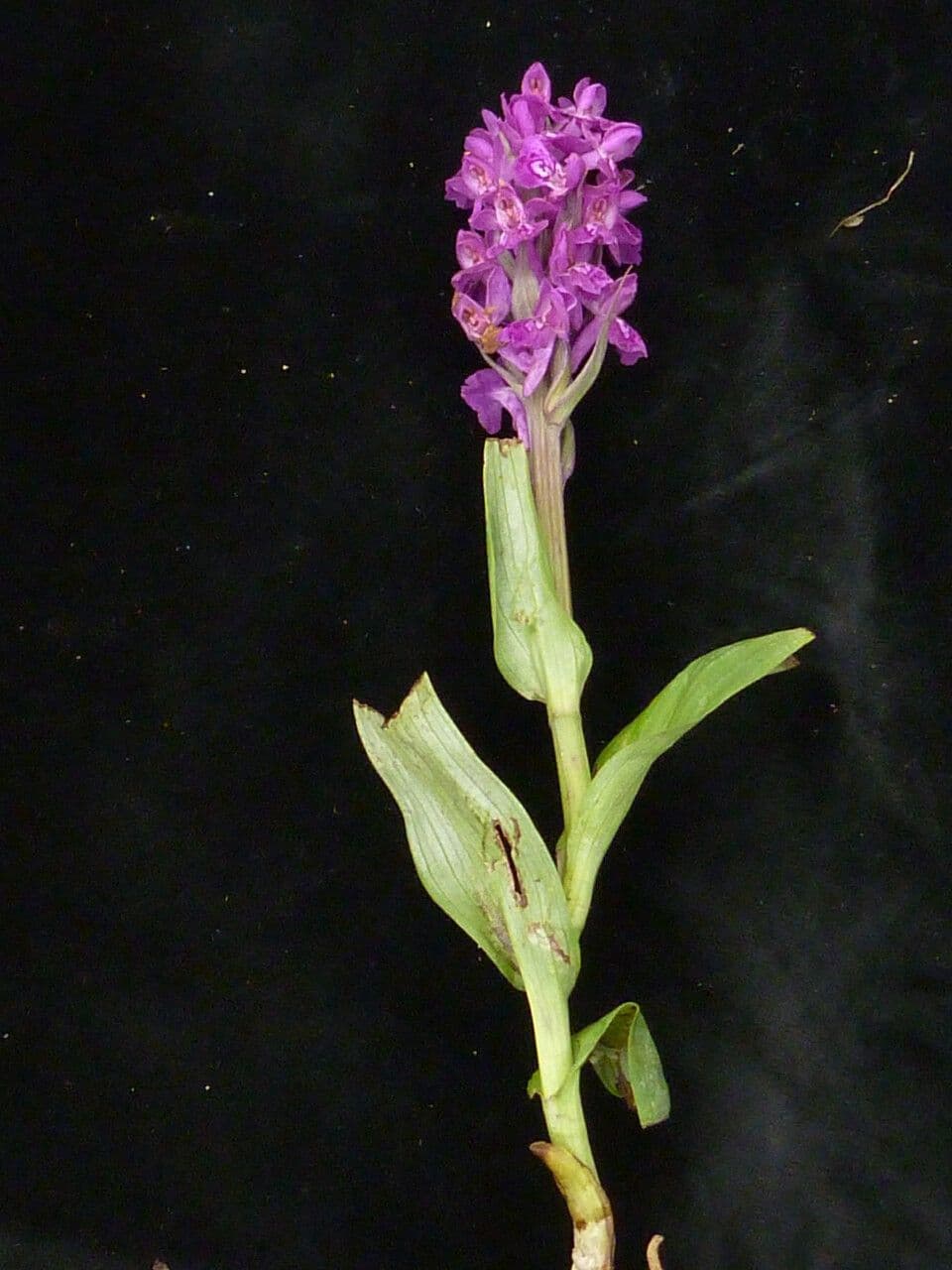 Prstnatec hatagirea 4