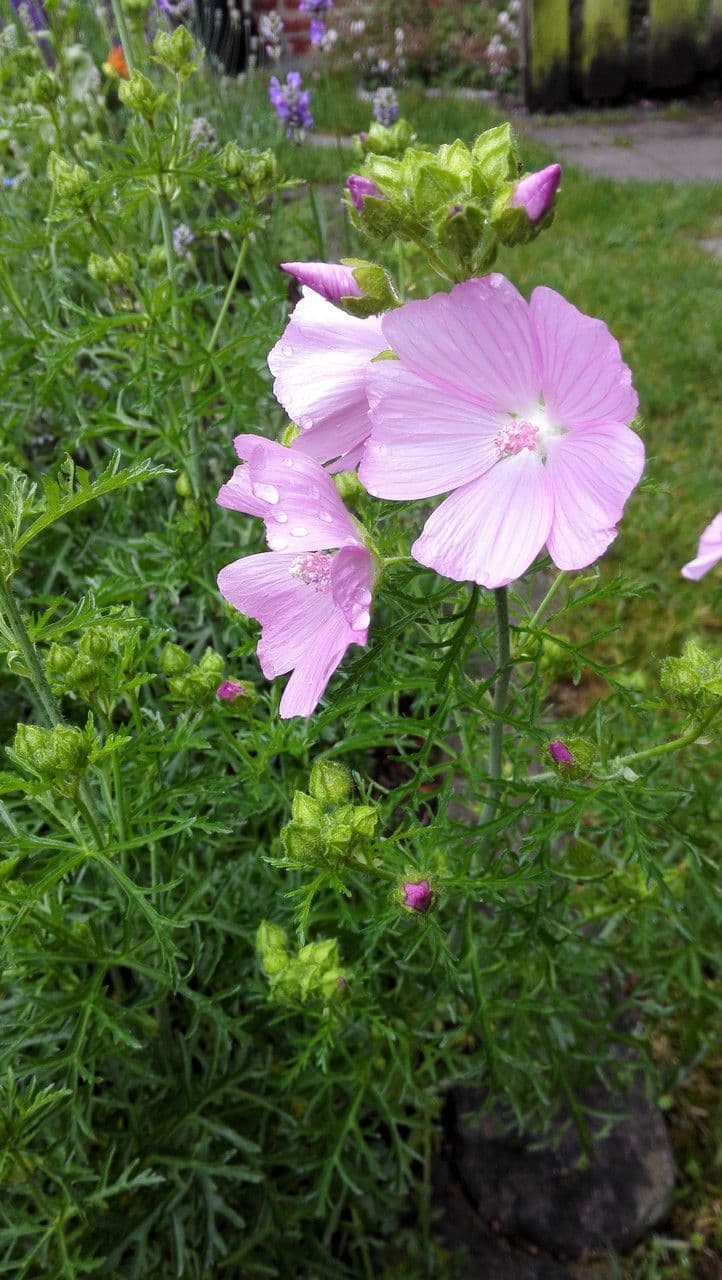 Malva moscata 12