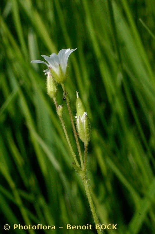Cerastio dubbioso 2