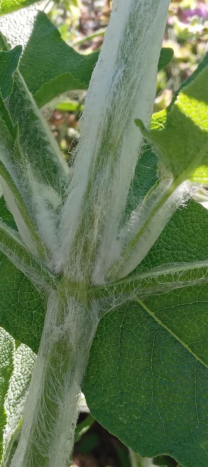 Salvia 18