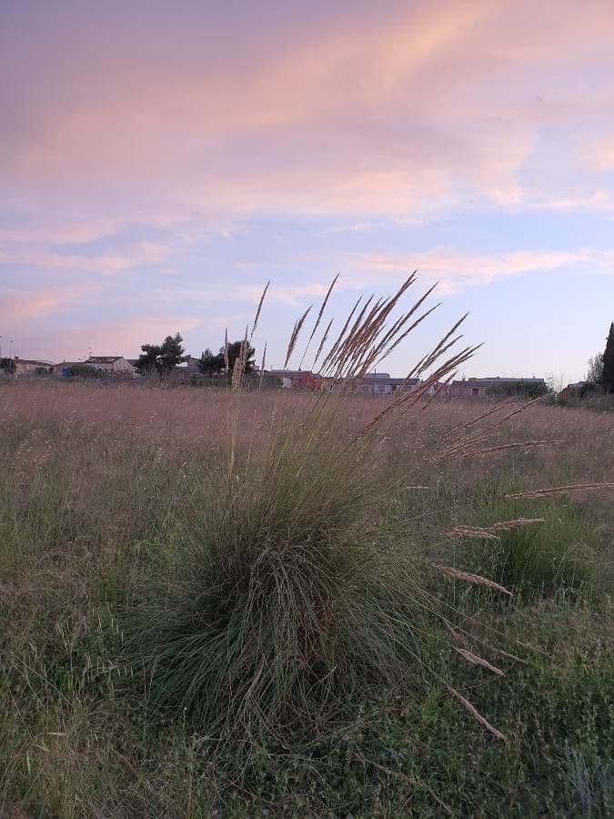 Esparto 10
