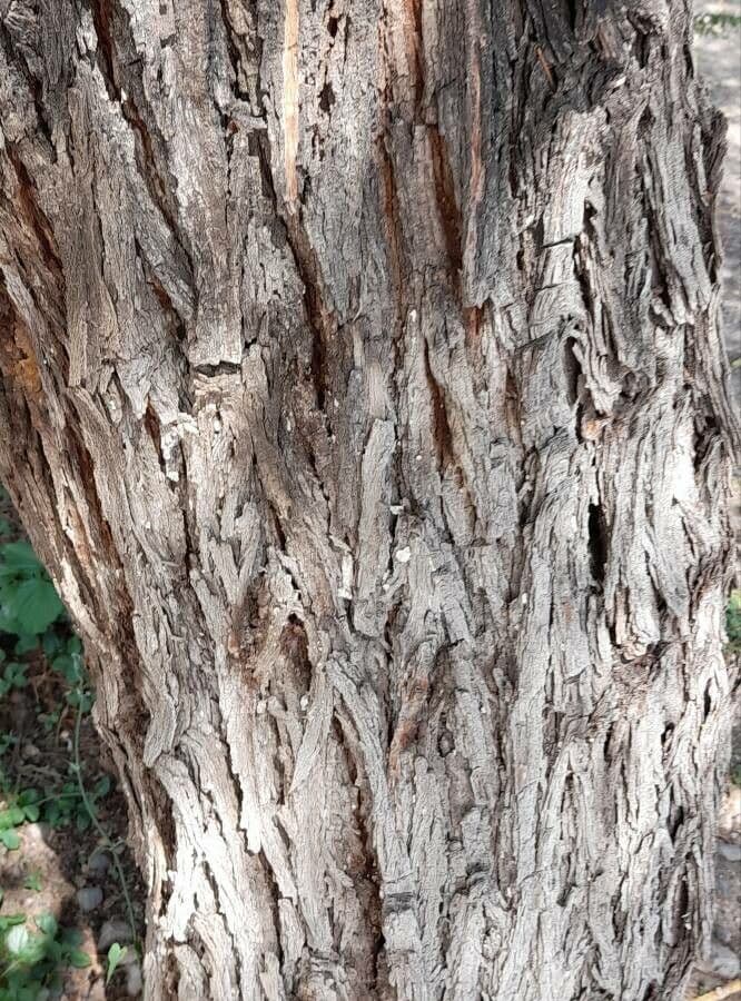 Prosopis flexuosa 6