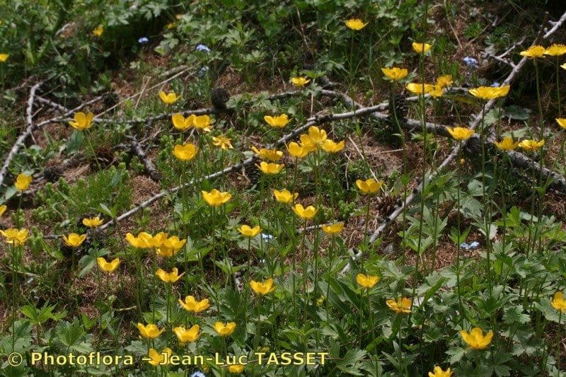 Ranunculus aduncus 13