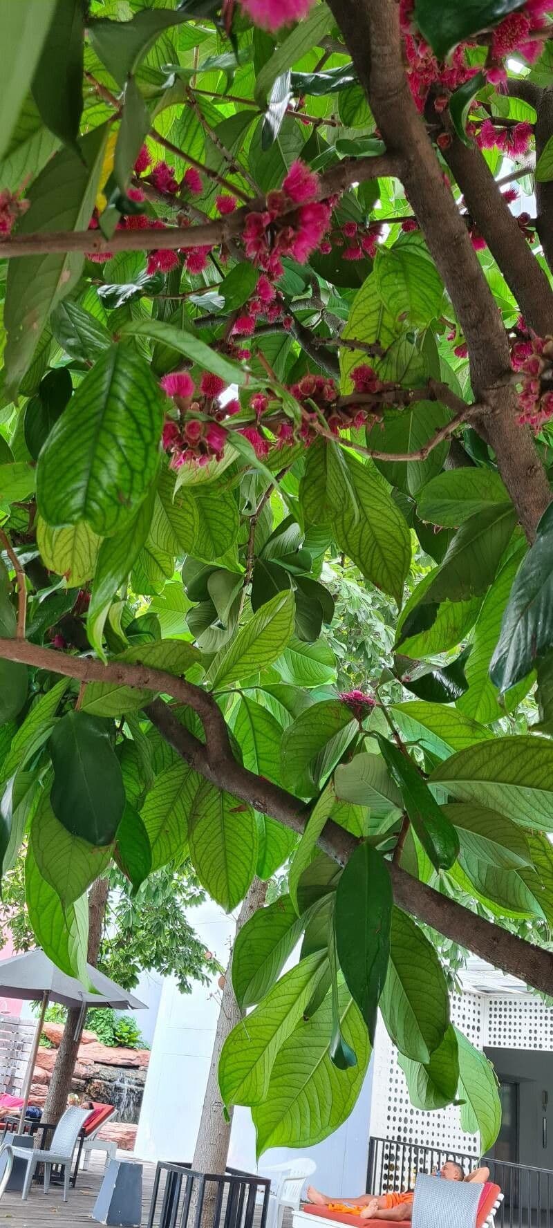 Syzygium malaccense 16