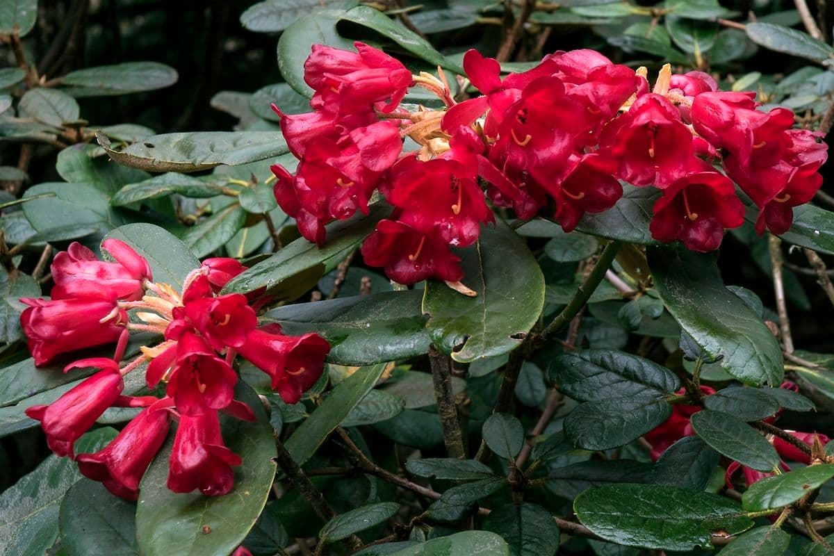 Rododendron 4