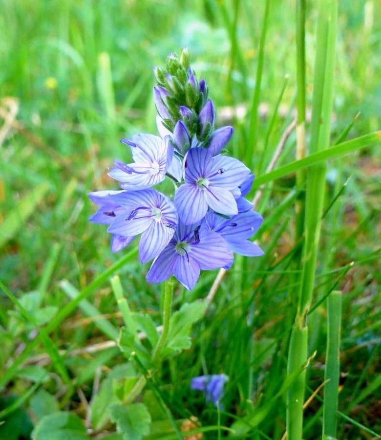 Veronica austriaca 7