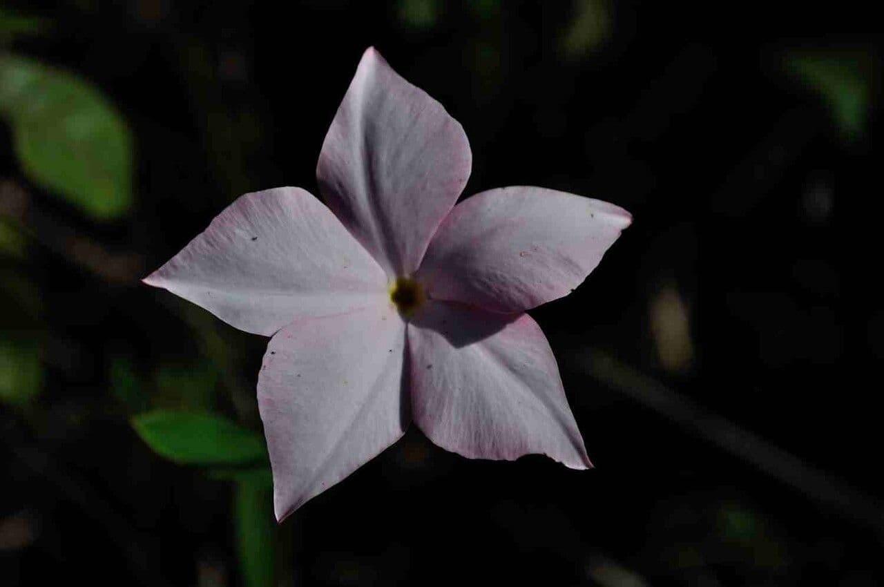 Mandevilla 2