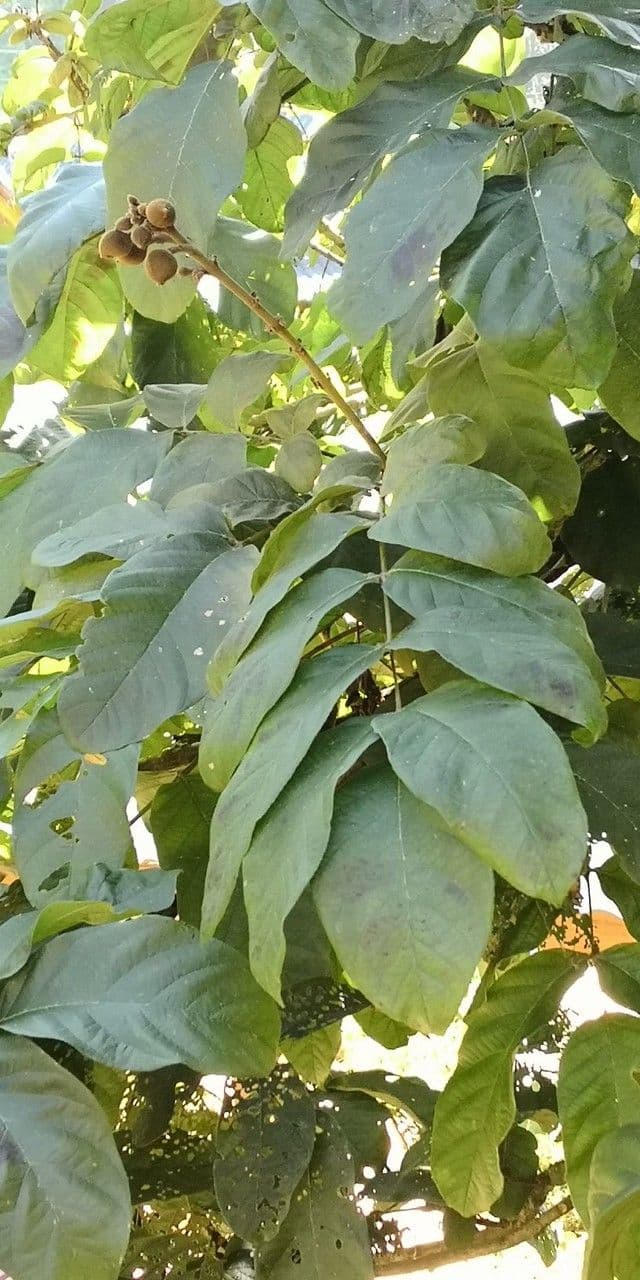 Markhamia 6