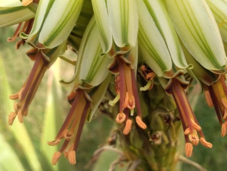 Aloe divá 2