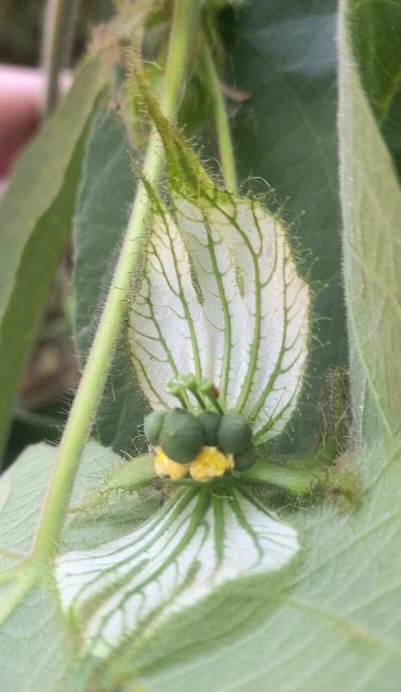 Dalechampia