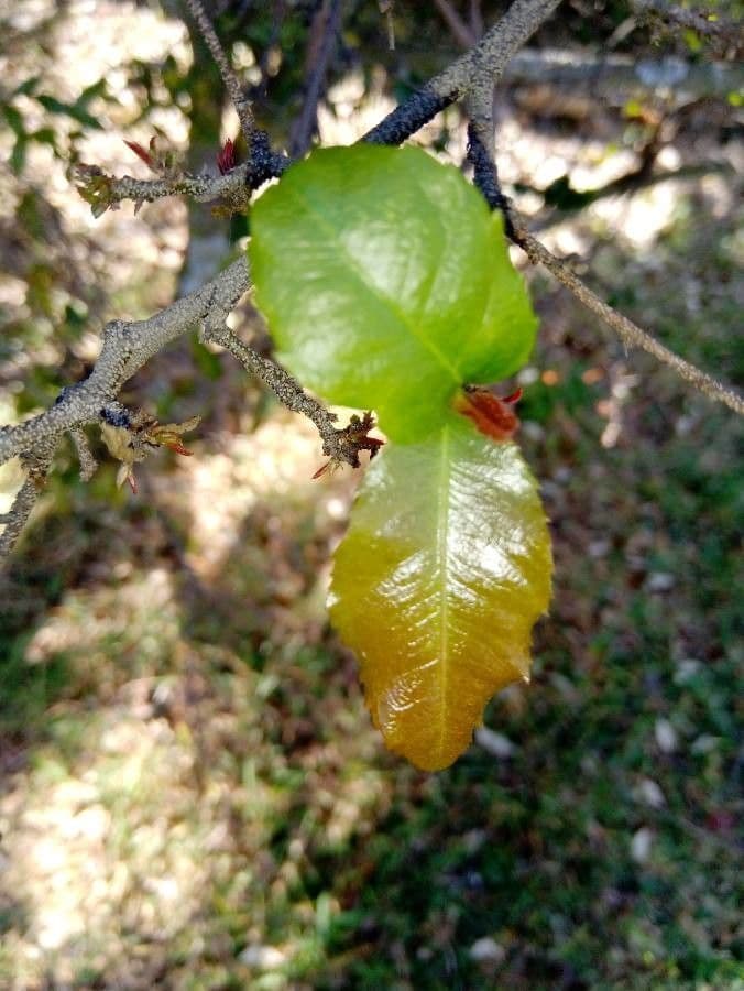 Ochna serrulata 18