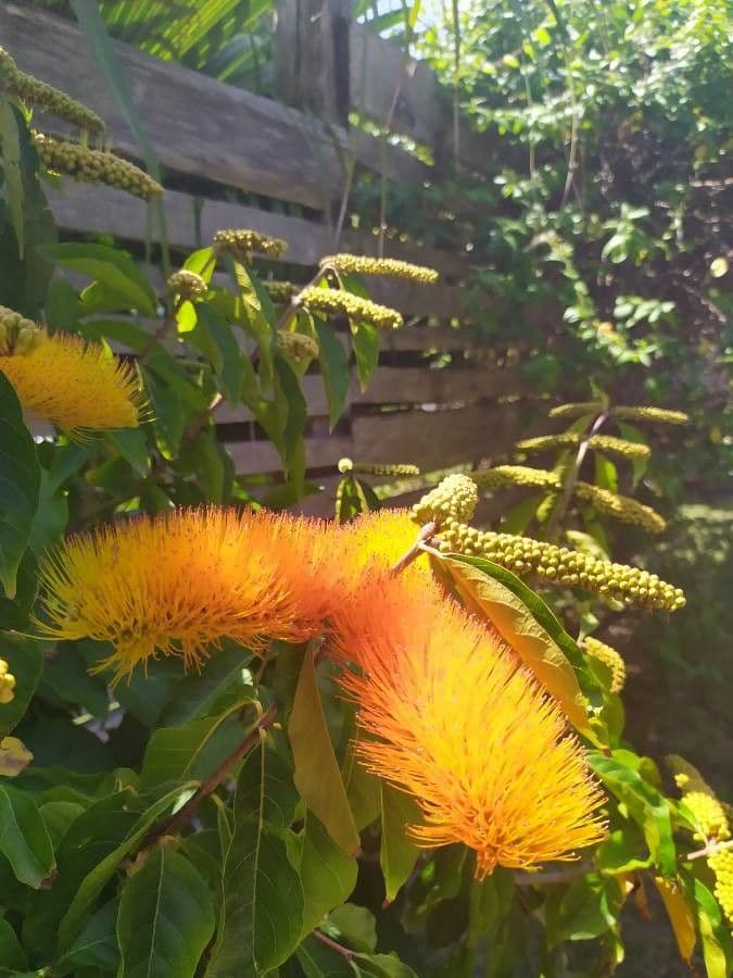 Combretum