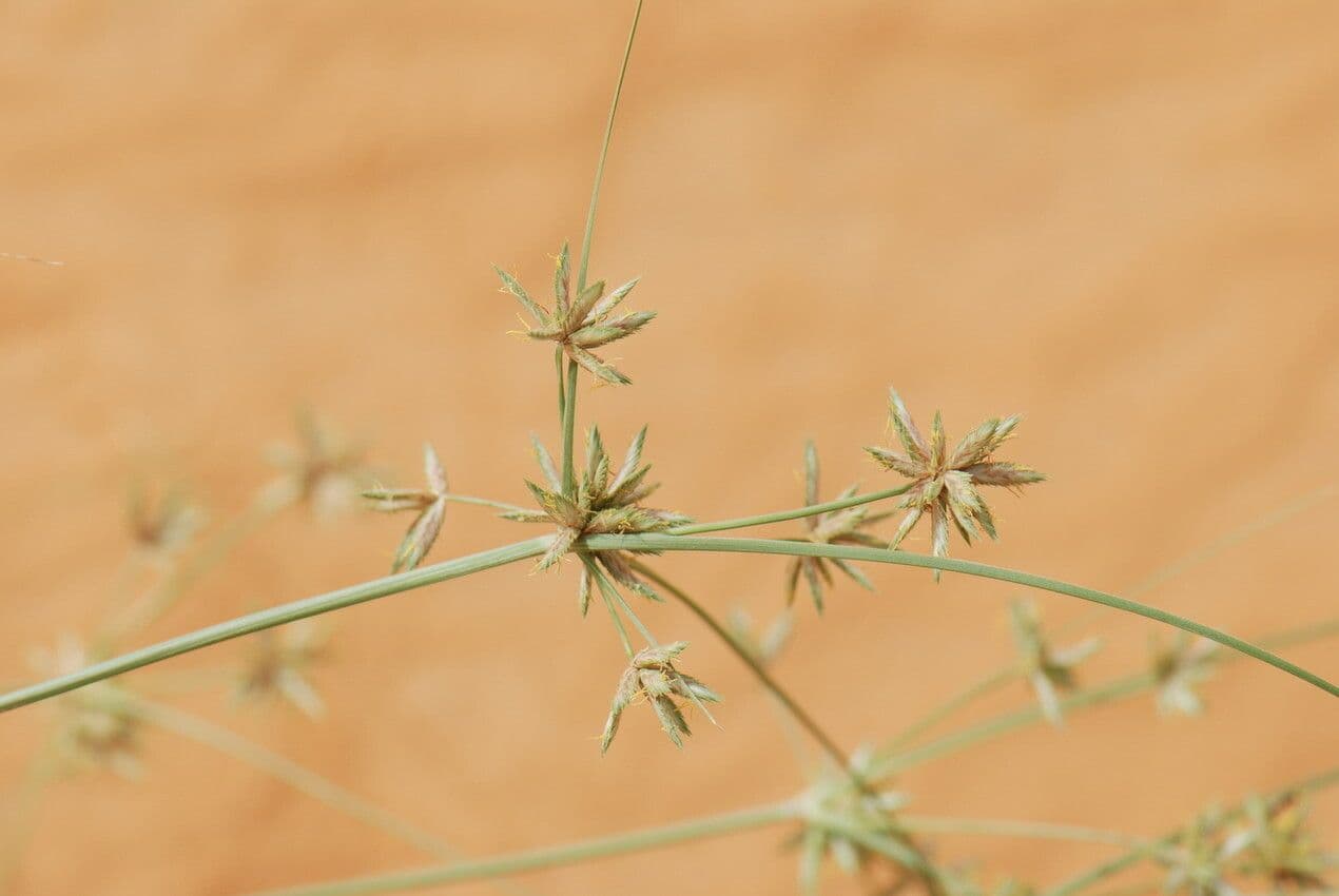 Cipero conglomerato 5