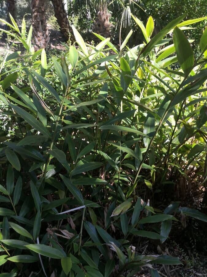 Alpinia blu 12