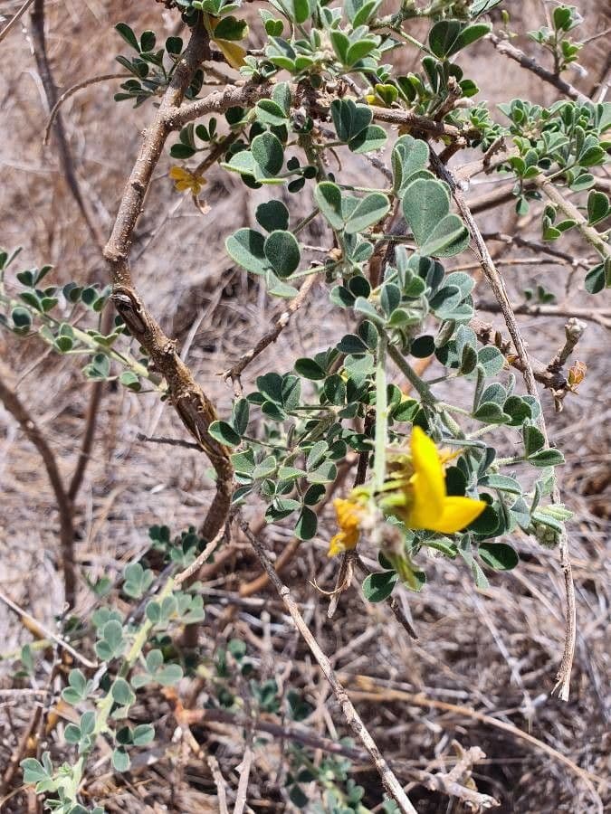 Crotalaria 13