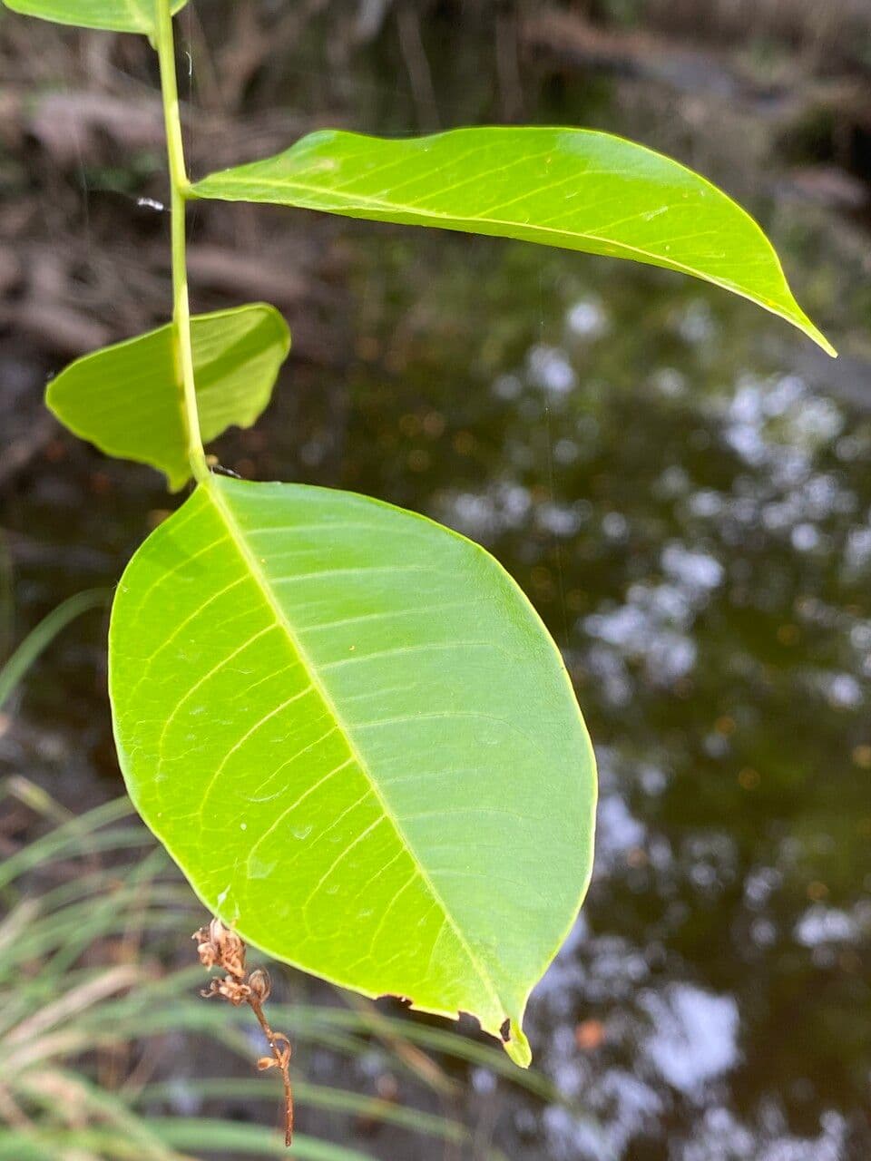 Pterokarpus santalinový 7