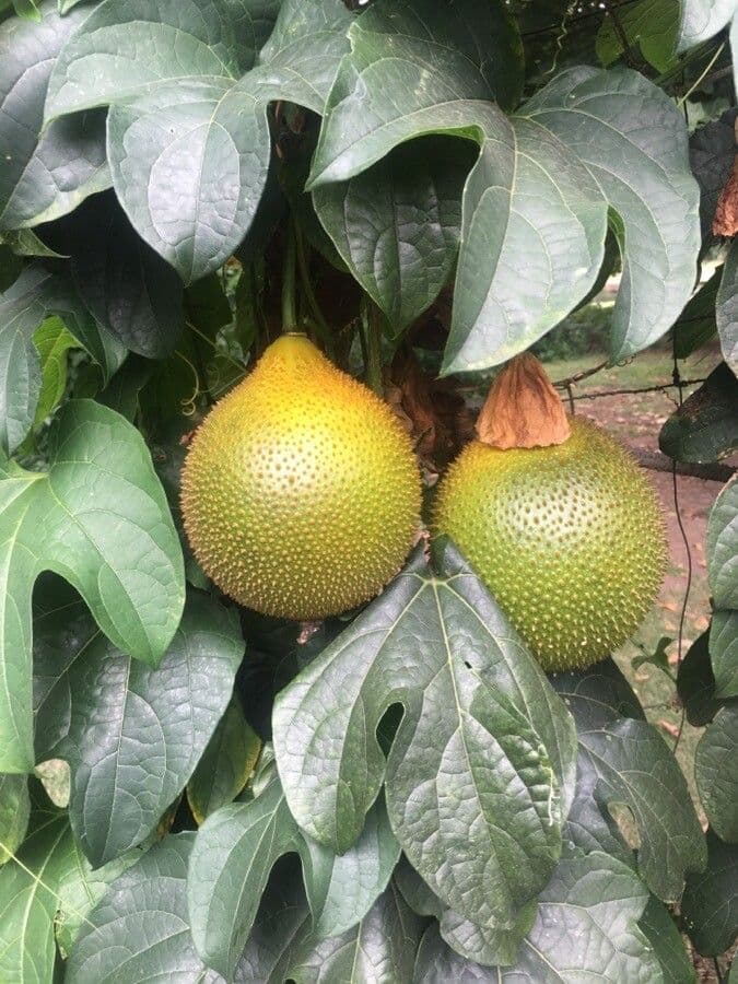 Kanton-Bittermelone 4