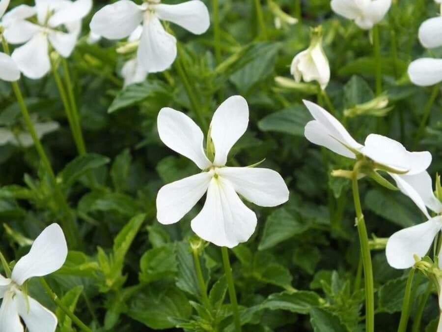 Bedding pansy 8