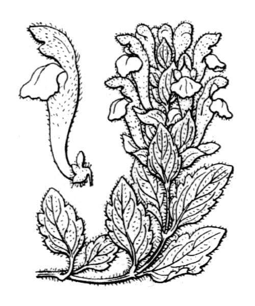 Tarczyca alpejska 25