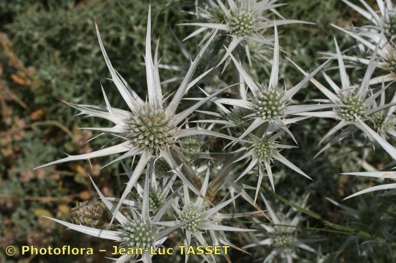 Eryngium glaciale 5