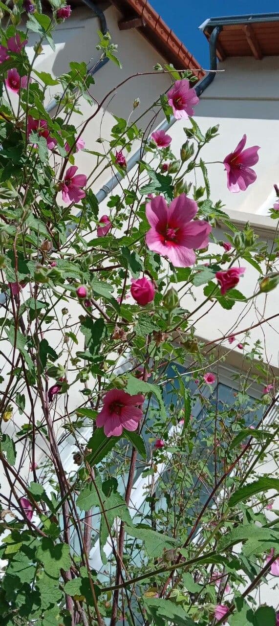 Anisodontea 8