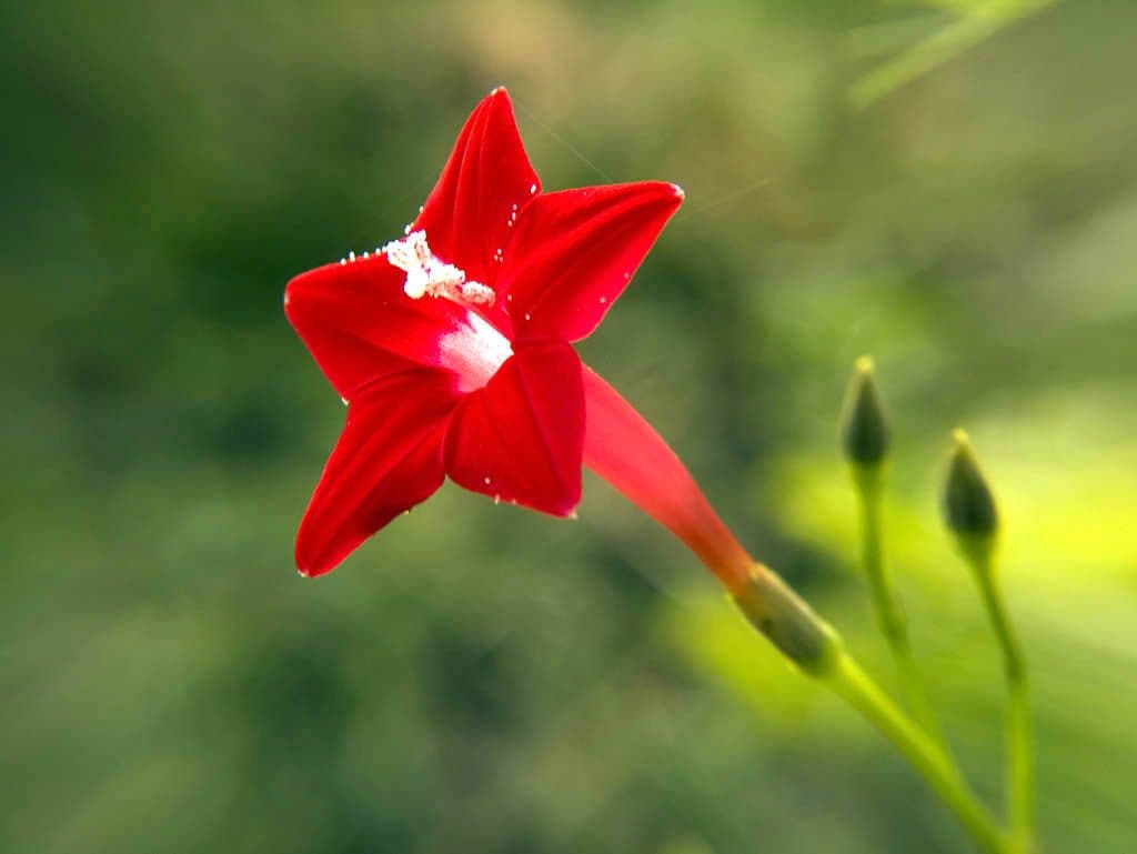 Ipomoea quamoclit 6