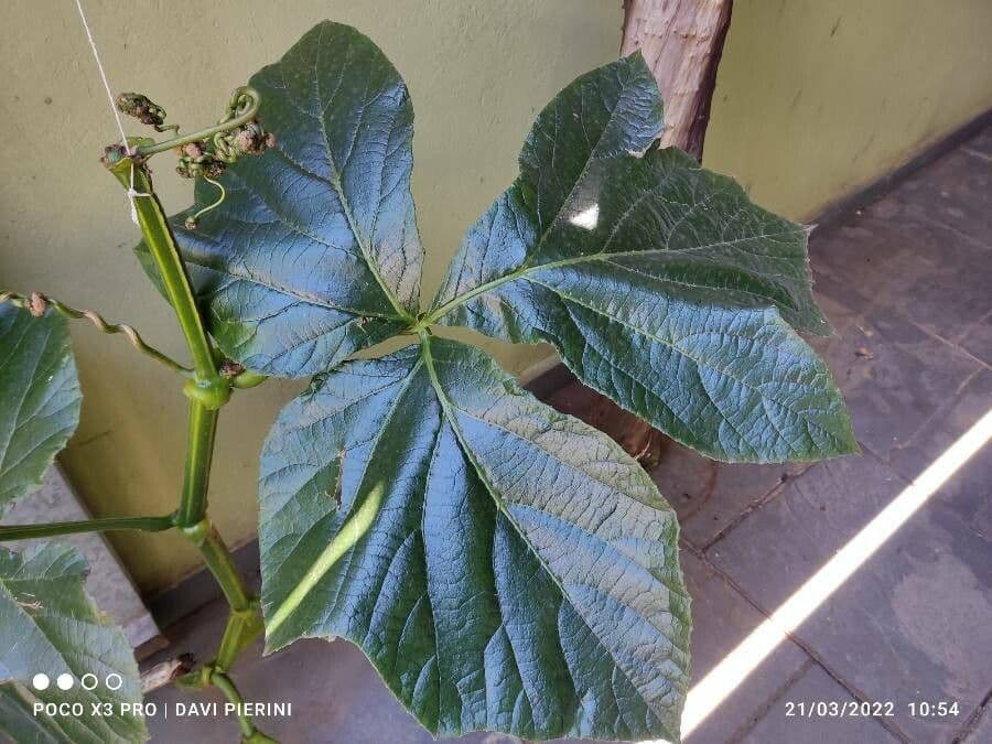 Cissus sulcicaulis 8