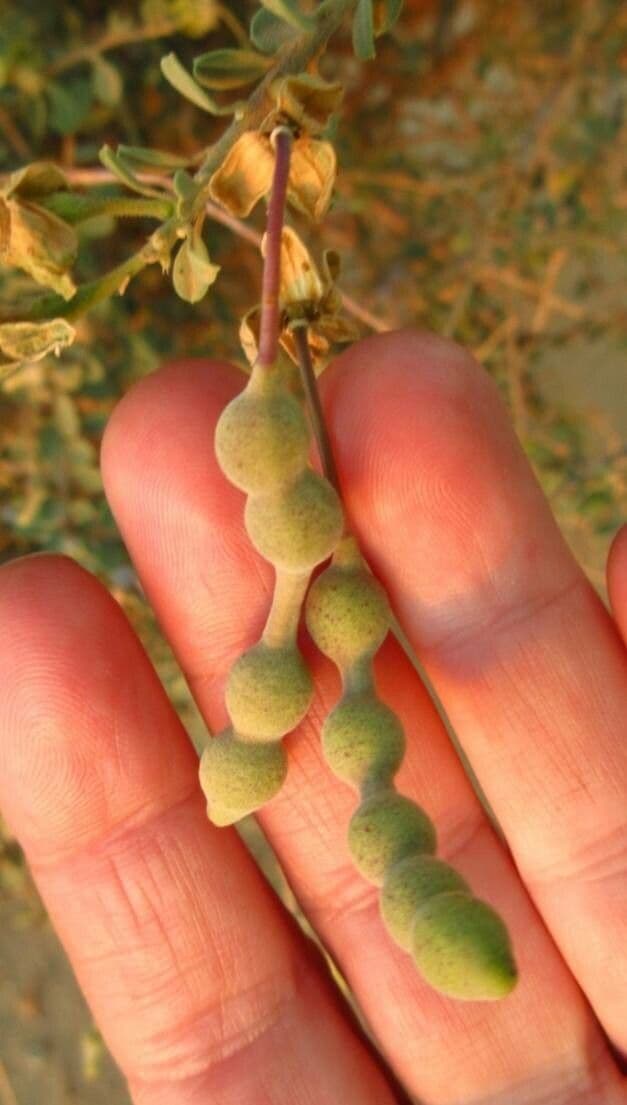 Dickblättrige Maerua