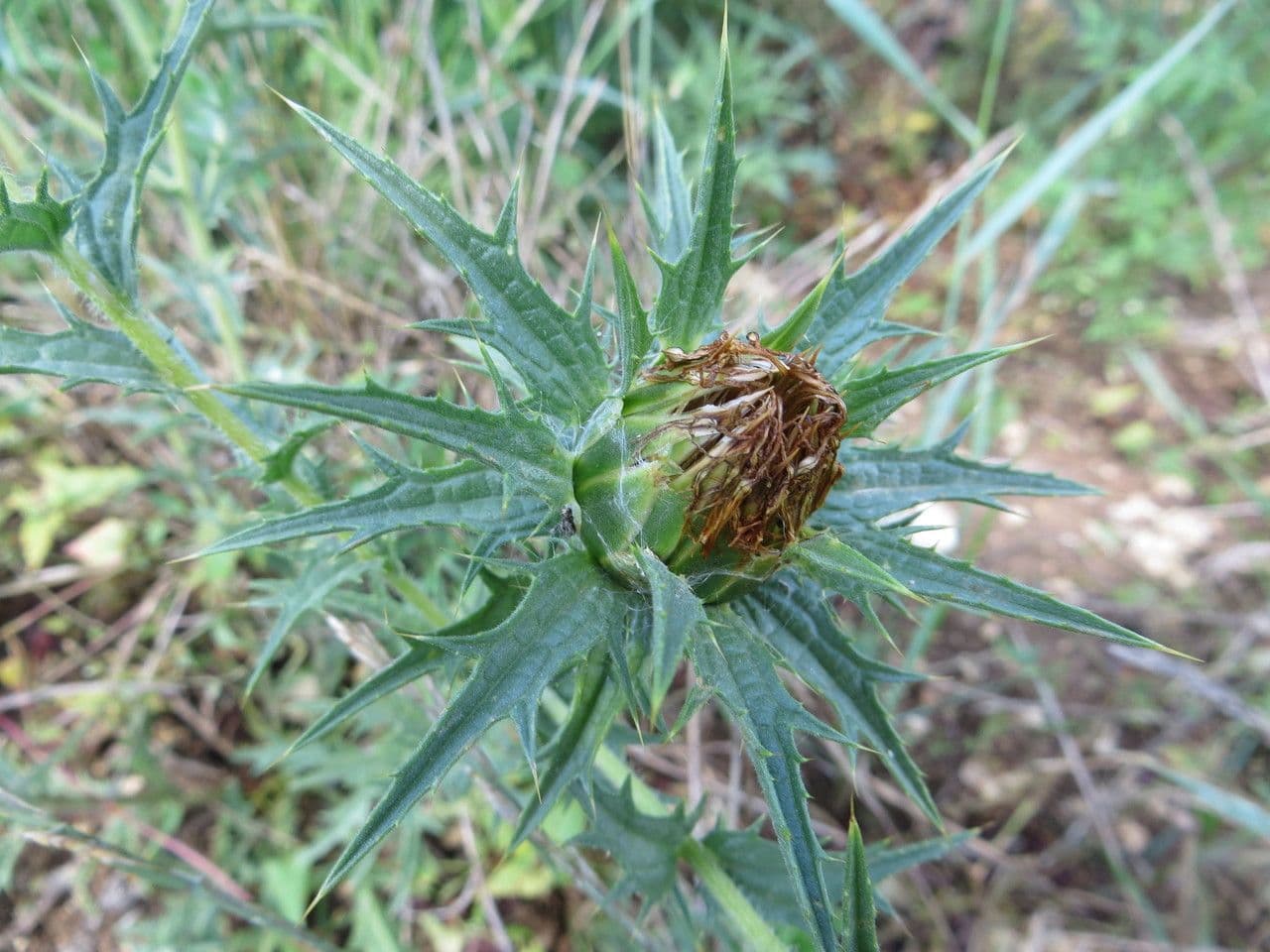 Cardo selvatico 29