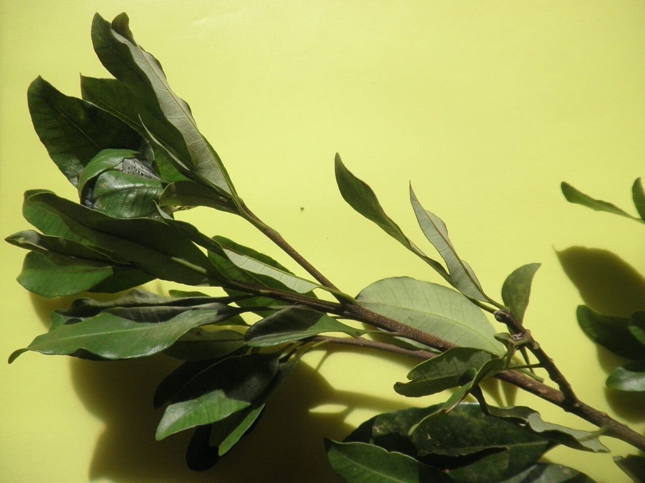 Aspidosperma 7