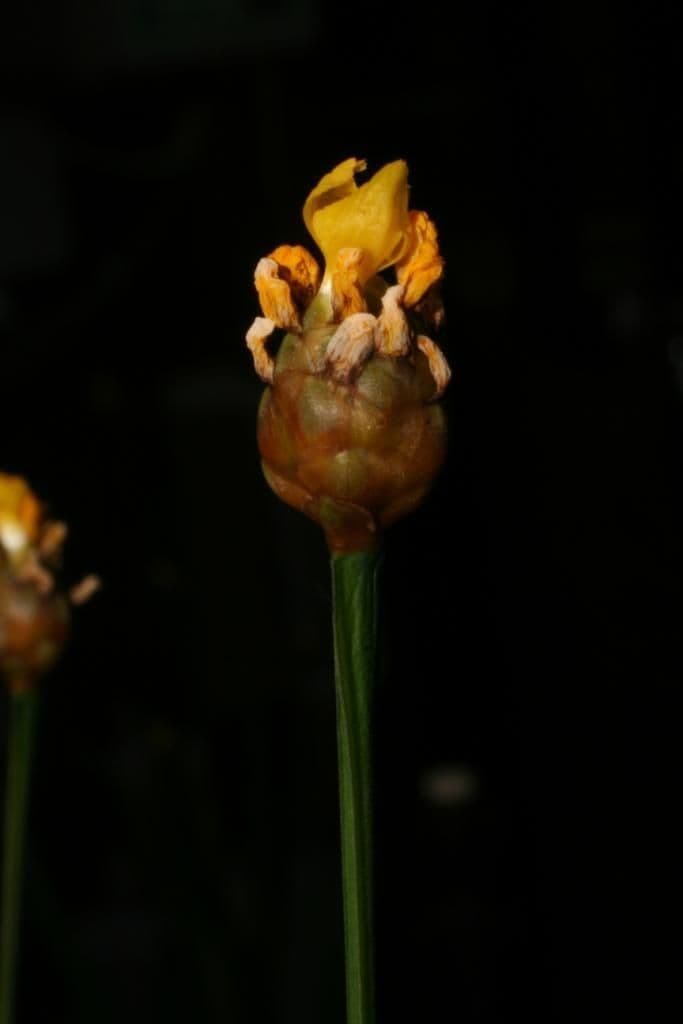 Xyris tennesseensis 9