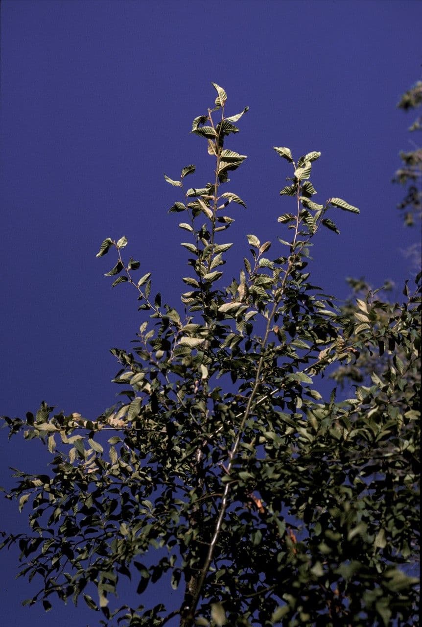 Aristotelia chilensis 9