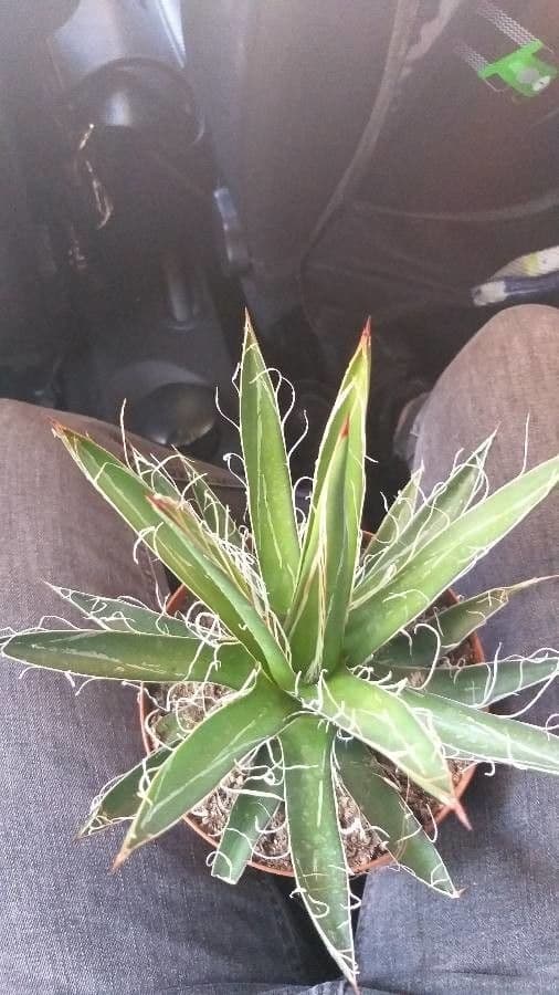 Agave 9