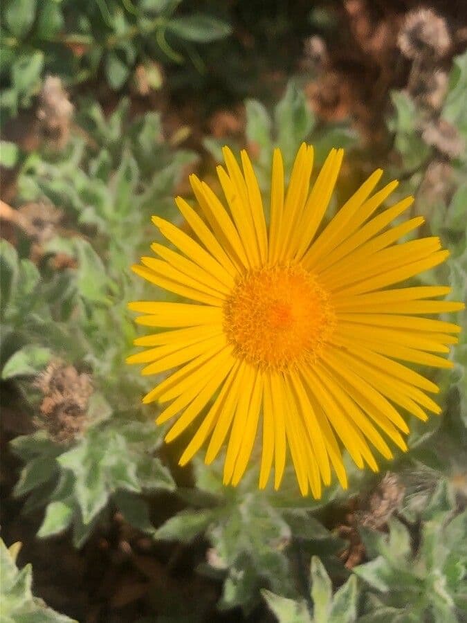 Pulikaria 4