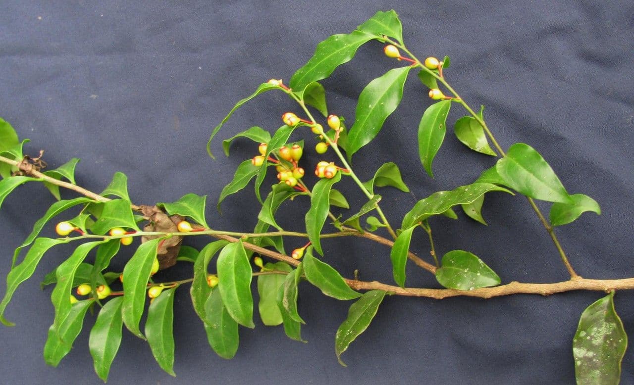 Schoepfia 11