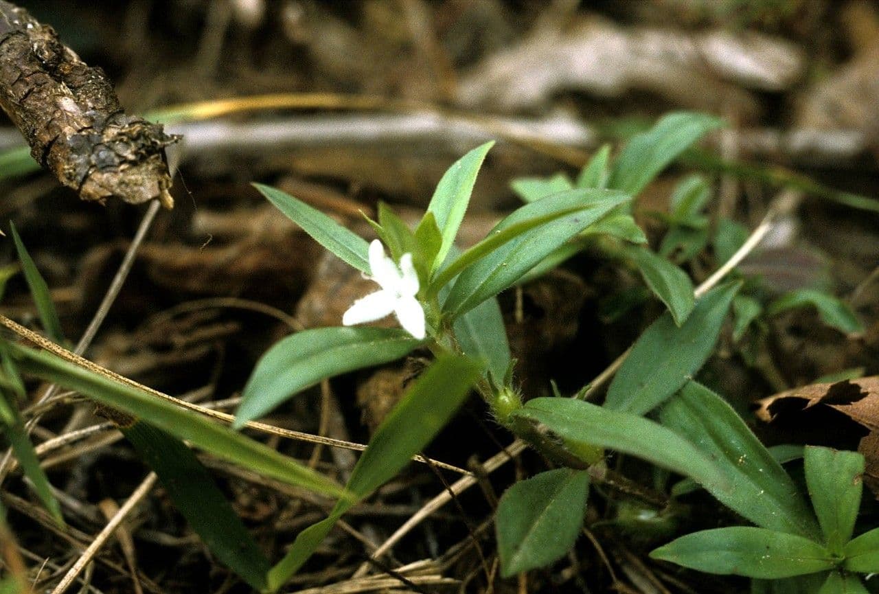 Diodia virginiana 22