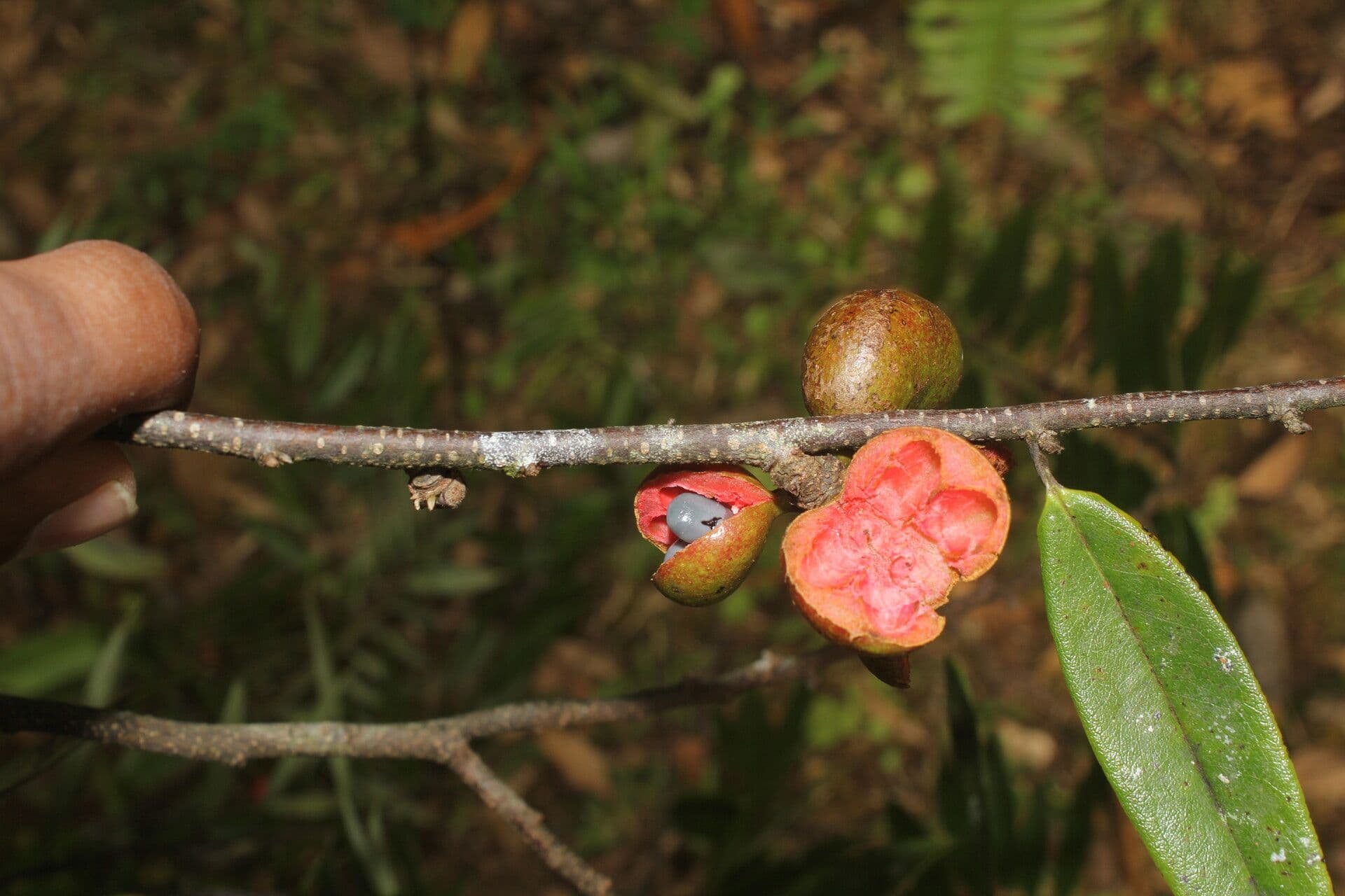 Xylopia