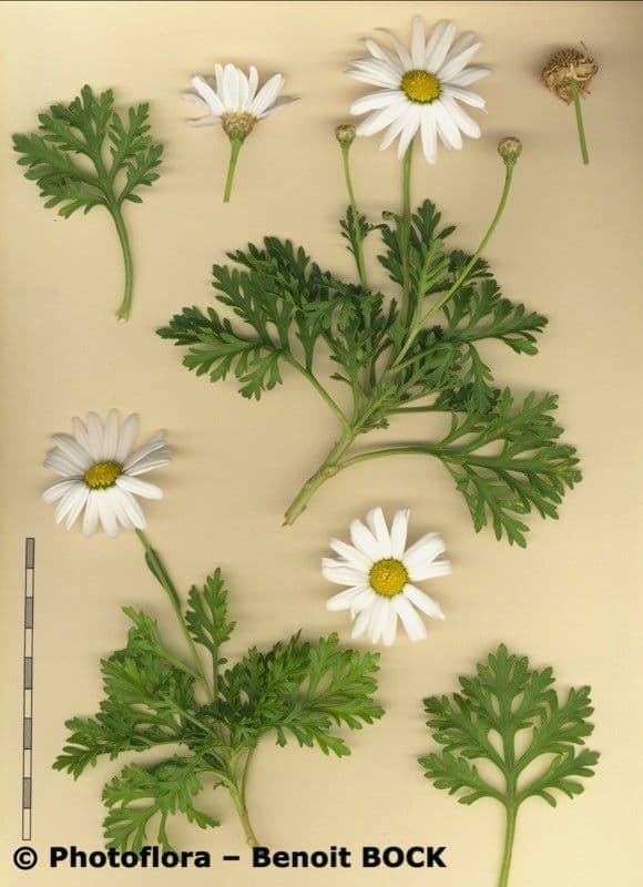 Argyranthemum 17