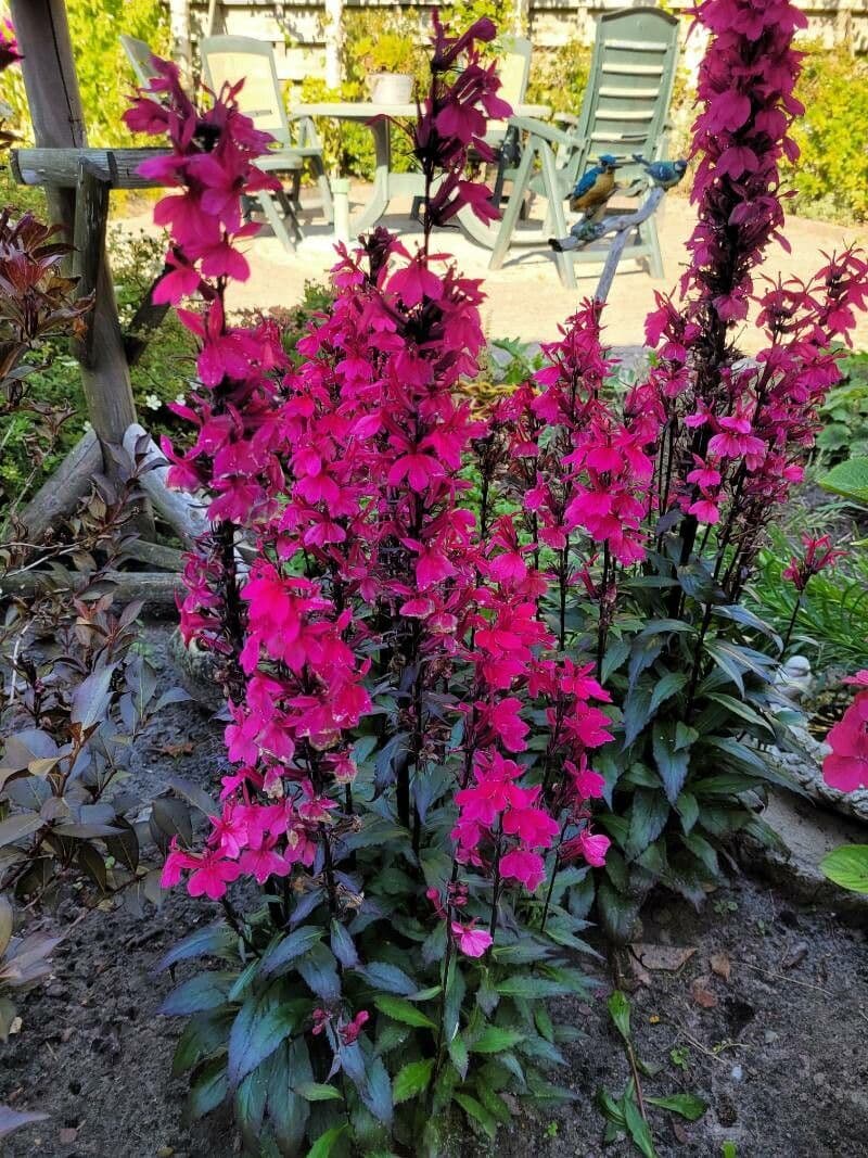 Lobelia cardinale 7
